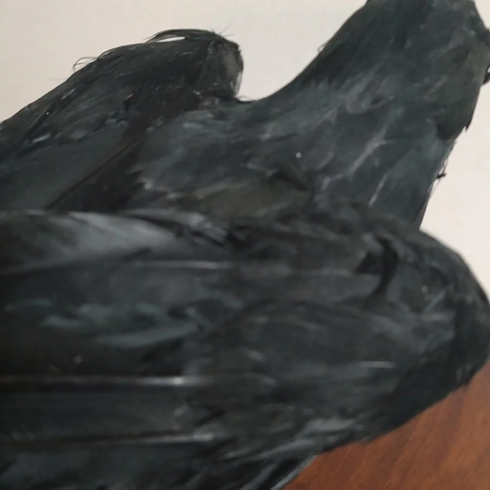 Black Raven Crow Sculpture Real Feathers Bird Halloween Decor Movie Set Prop - Picture 11 of 14